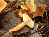 Lactarius tabidus image