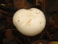 Clitocybe robusta image