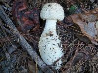 Amanita daucipes image