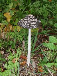 Coprinopsis picacea image