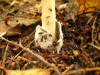 Amanita amerifulva image