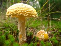 Amanita amerimuscaria image