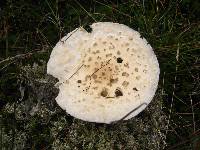 Amanita amerimuscaria image