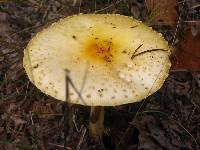 Amanita amerimuscaria image