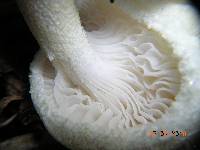 Hygrophorus chrysodon image