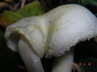 Hygrophorus chrysodon image