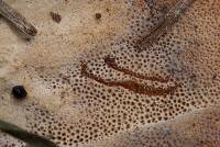 Coltricia duportii image