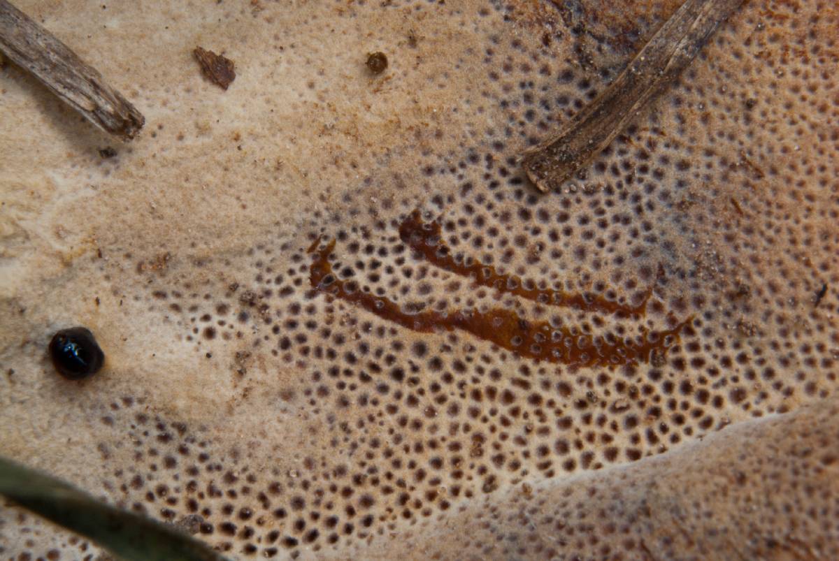Coltricia duportii image