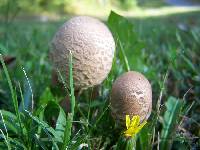 Macrolepiota prominens image