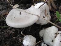 Entoloma abortivum image