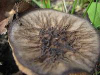 Pluteus thomsonii image