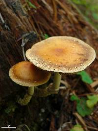 Leratiomyces squamosus var. squamosus image