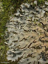 Peltigera pacifica image