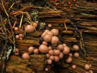 Lycogala epidendrum image