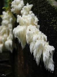 Hericium abietis image