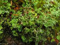 Cladonia macrophyllodes image