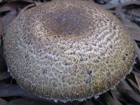 Agaricus impudicus image