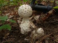 Amanita cokeri image