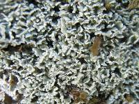 Cladonia caespiticia image