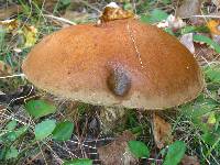 Leccinum insigne image