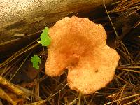 Lactarius vinaceorufescens image