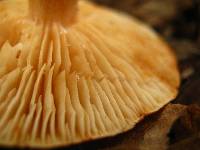 Tricholoma vaccinum image