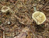 Lactarius gerardii image