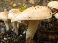 Hygrophorus pudorinus image