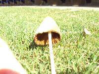 Conocybe apala image