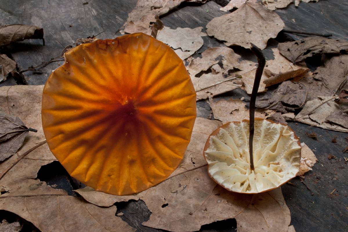 Marasmius berteroi var. major image