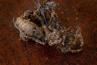 Ophiocordyceps australis image