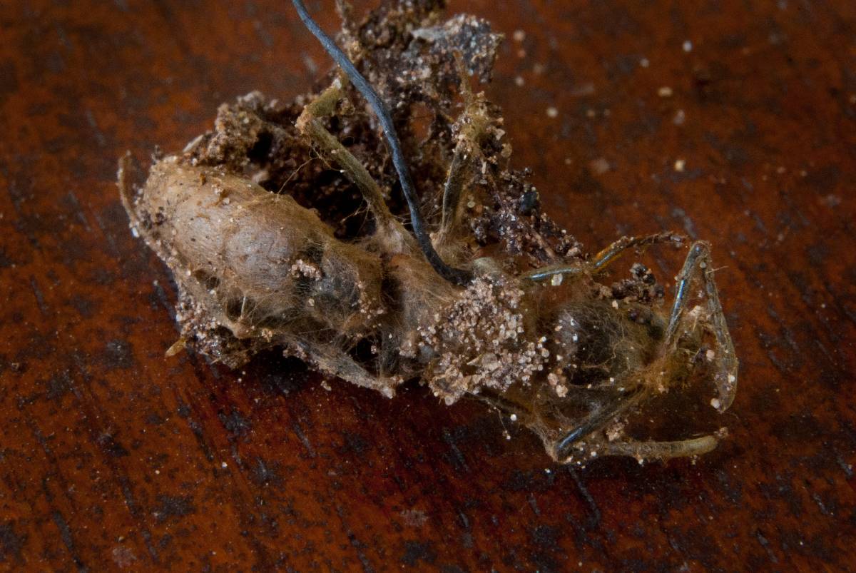 Ophiocordyceps australis image