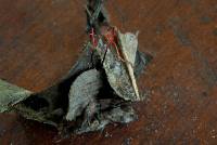 Ophiocordyceps australis image