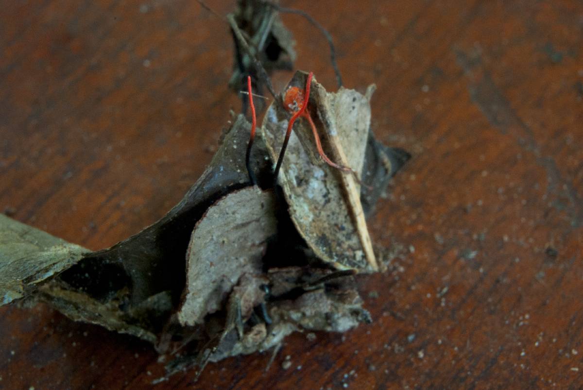 Ophiocordyceps australis image