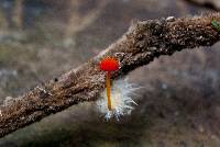 Marasmius ruber image