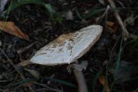 Chlorophyllum rachodes image