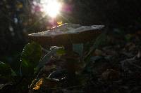 Chlorophyllum rachodes image