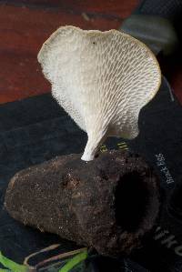 Favolus tenuiculus image