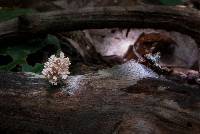 Xylaria cubensis image