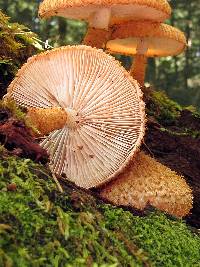 Leucopholiota decorosa image