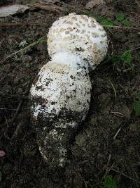 Amanita smithiana image