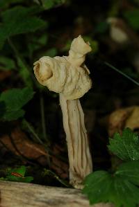 Helvella crispa image