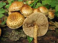 Pholiota squarrosa image