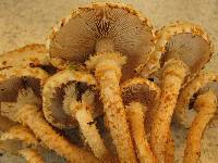 Pholiota squarrosa image