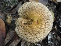Lacrymaria echiniceps image