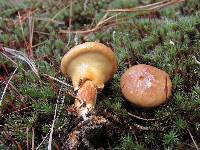 Suillus salmonicolor image