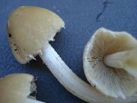 Candolleomyces candolleanus image