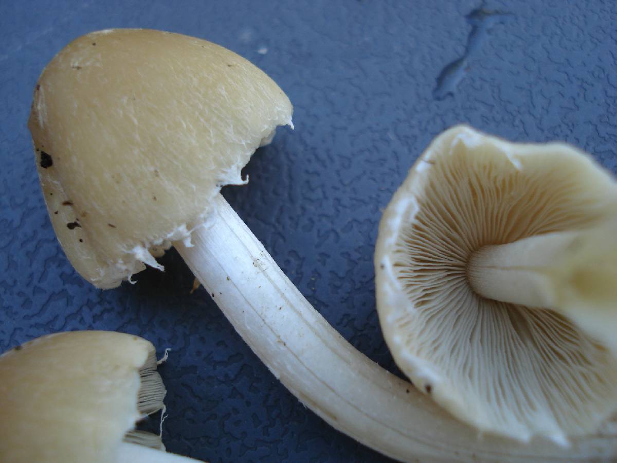 Candolleomyces image