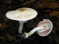 Agaricus leptocaulis image