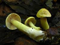 Tricholoma sulphureum image